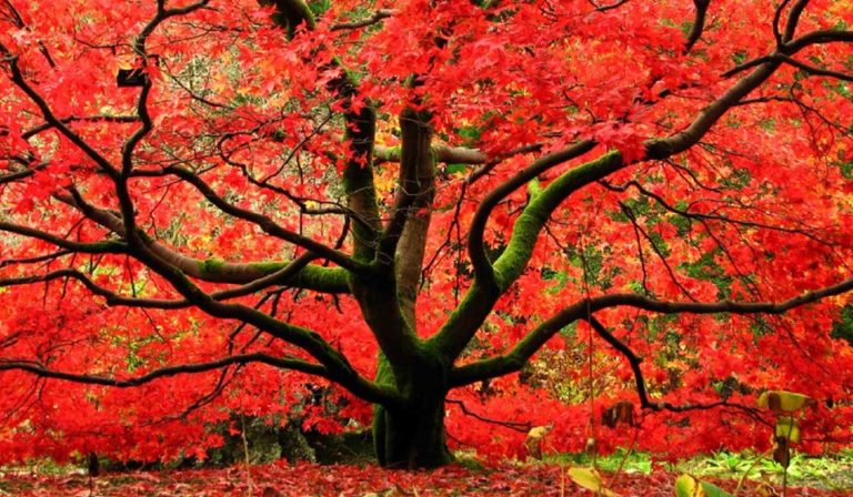 Lire la suite à propos de l’article Momiji Koyo, un samedi japonais à Carpentras !